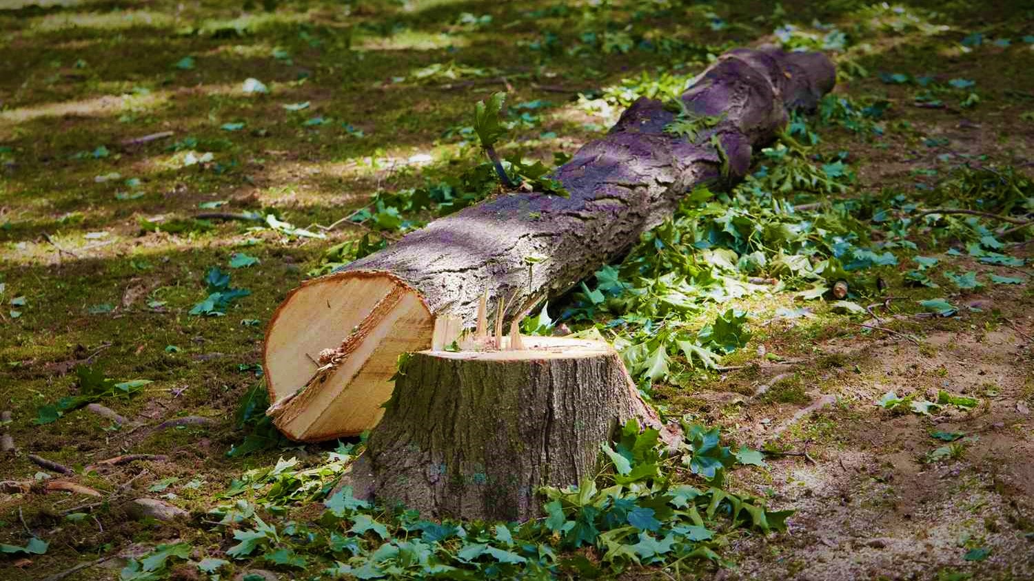 تفسير حلم قطع الشجرة في المنام لابن سيرين