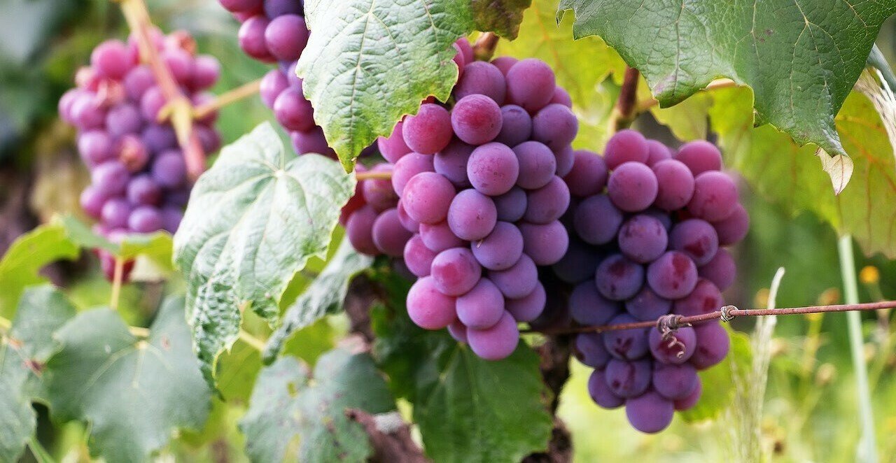 ما هو تفسير رؤية التوت في المنام لابن سيرين؟